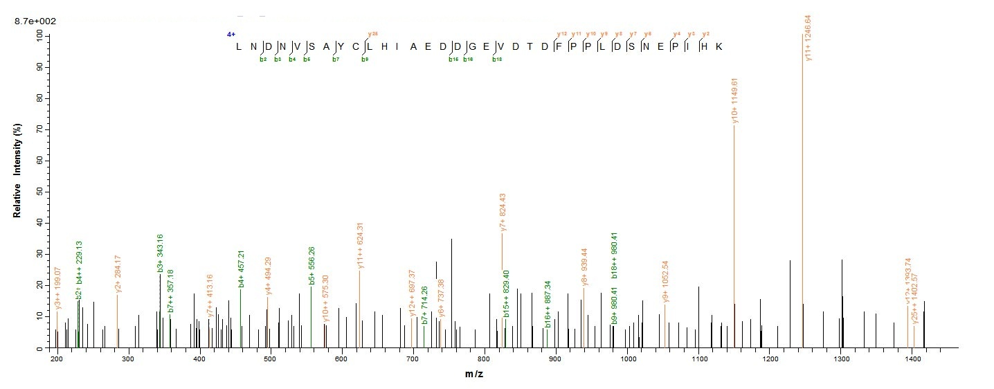 Human MAPKAP1 protein