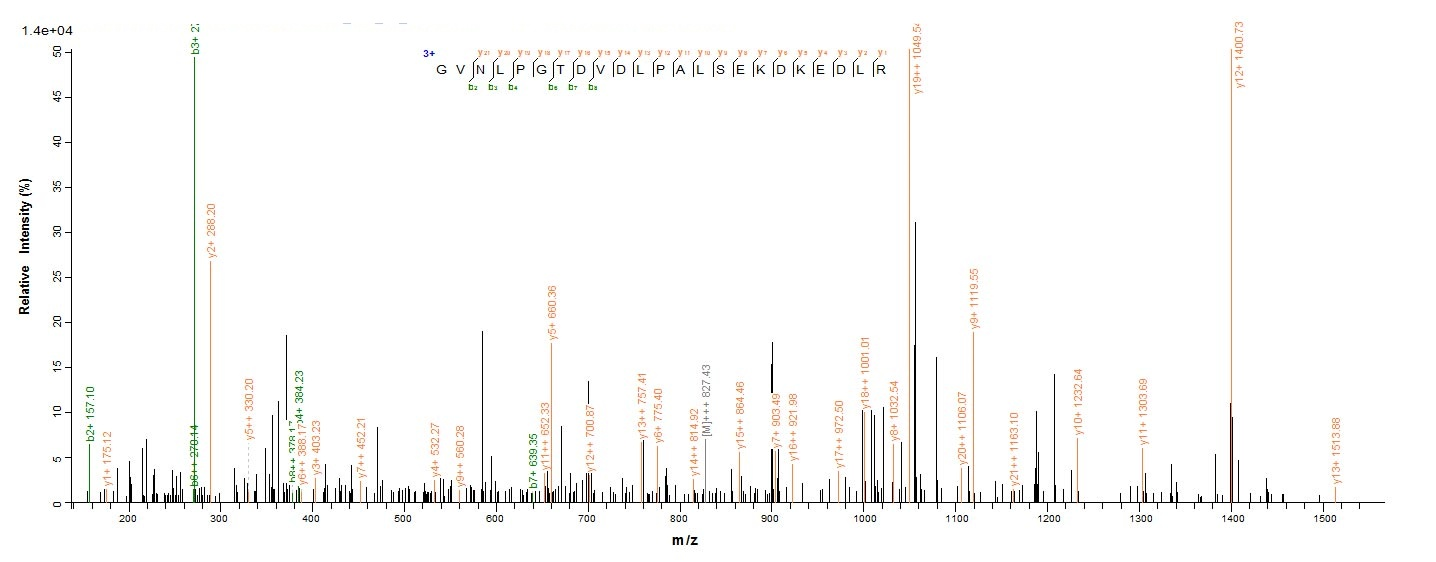 Fungi CDC19 protein