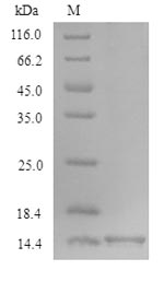 Xenopus TGFB1 protein