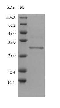 Mouse Dlk2 protein