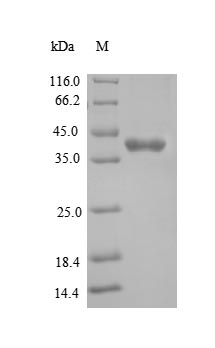 Mouse Jak1 protein