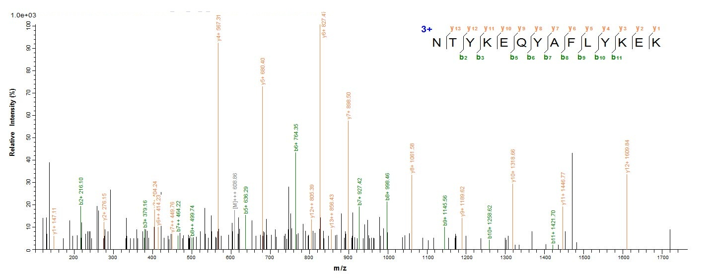 Human DNASE1L3 protein
