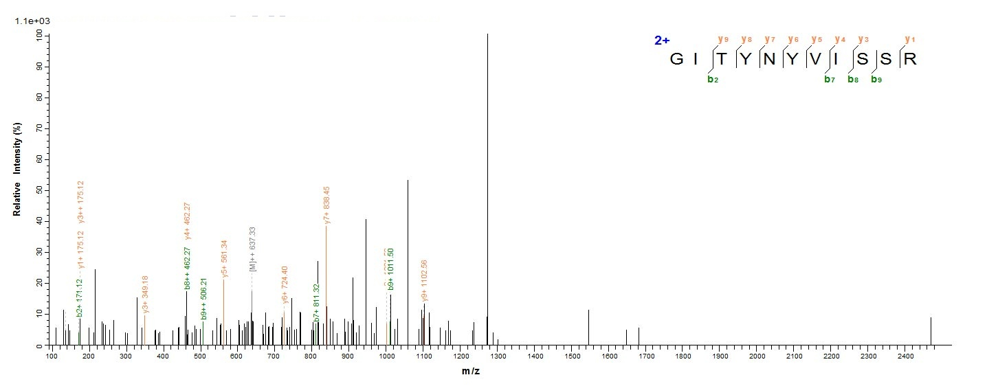 Human DNASE1L3 protein