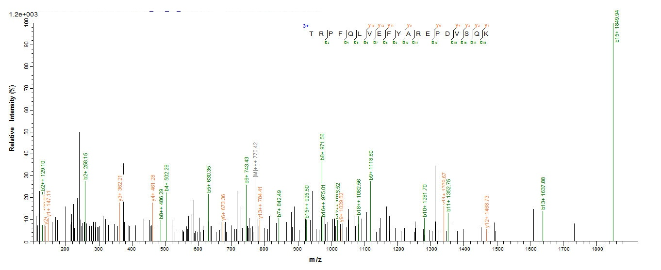 Cat Fel d 4 protein