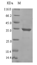 Plant HSP18.1 protein