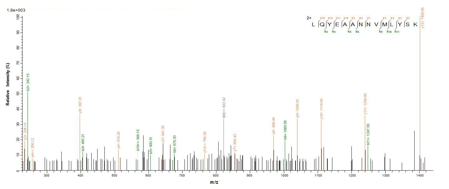 Bacterial uvsY protein