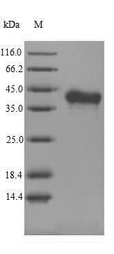Mouse RANKL protein