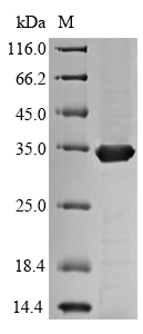 Bacterial fbpC protein