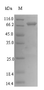 E. coli ppx protein