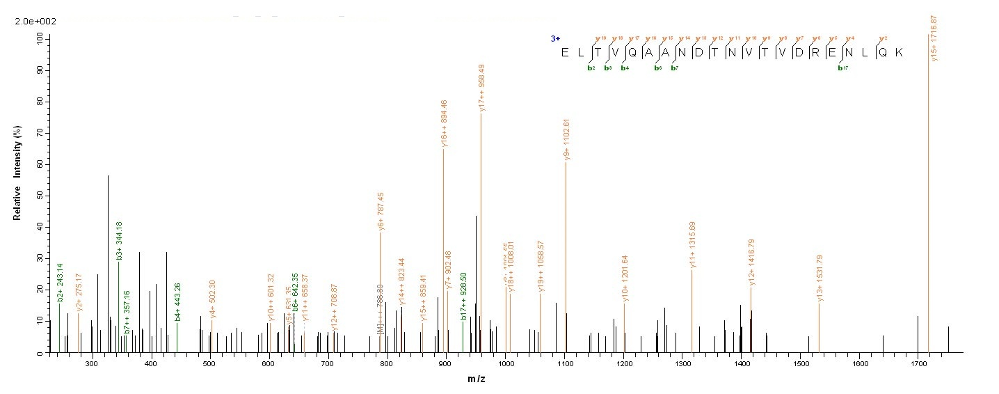 Bacterial CBO2730 protein