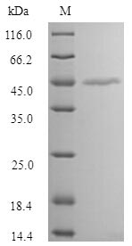 Human MAGEA1 protein