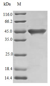 Bacterial STRP protein (Active)