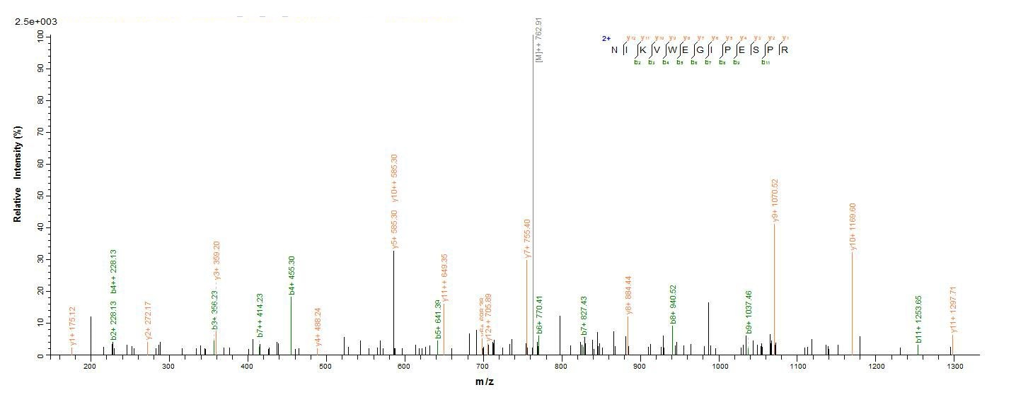 Human MMP14 protein