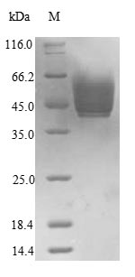 Yeast CDA2 protein