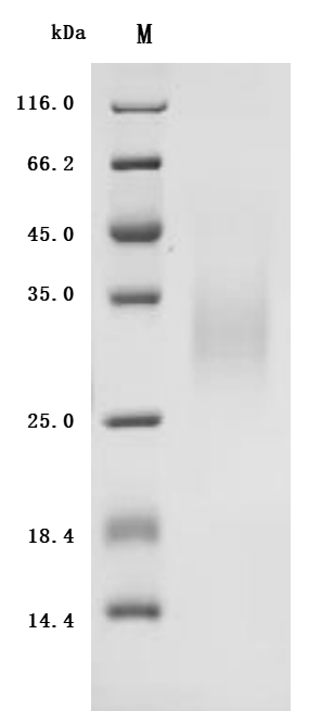 Human CSF2 protein