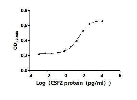 Human CSF2 protein
