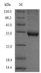 Human CD1C protein