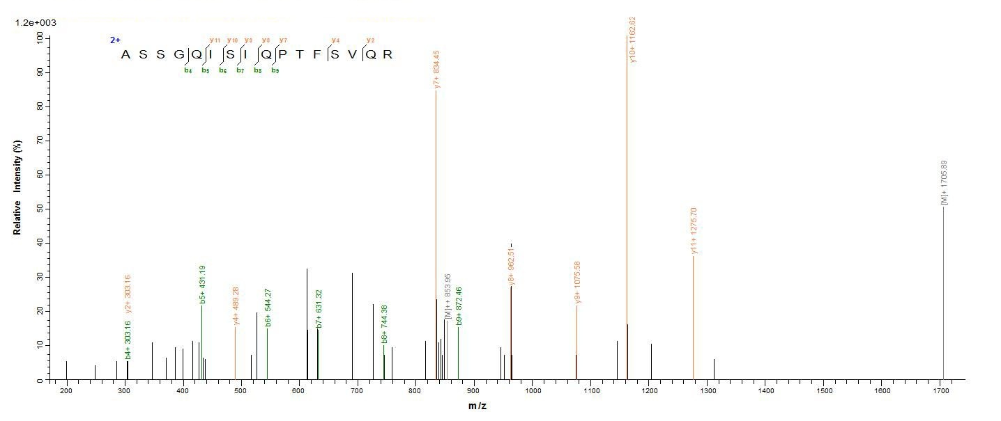 Viral NP protein