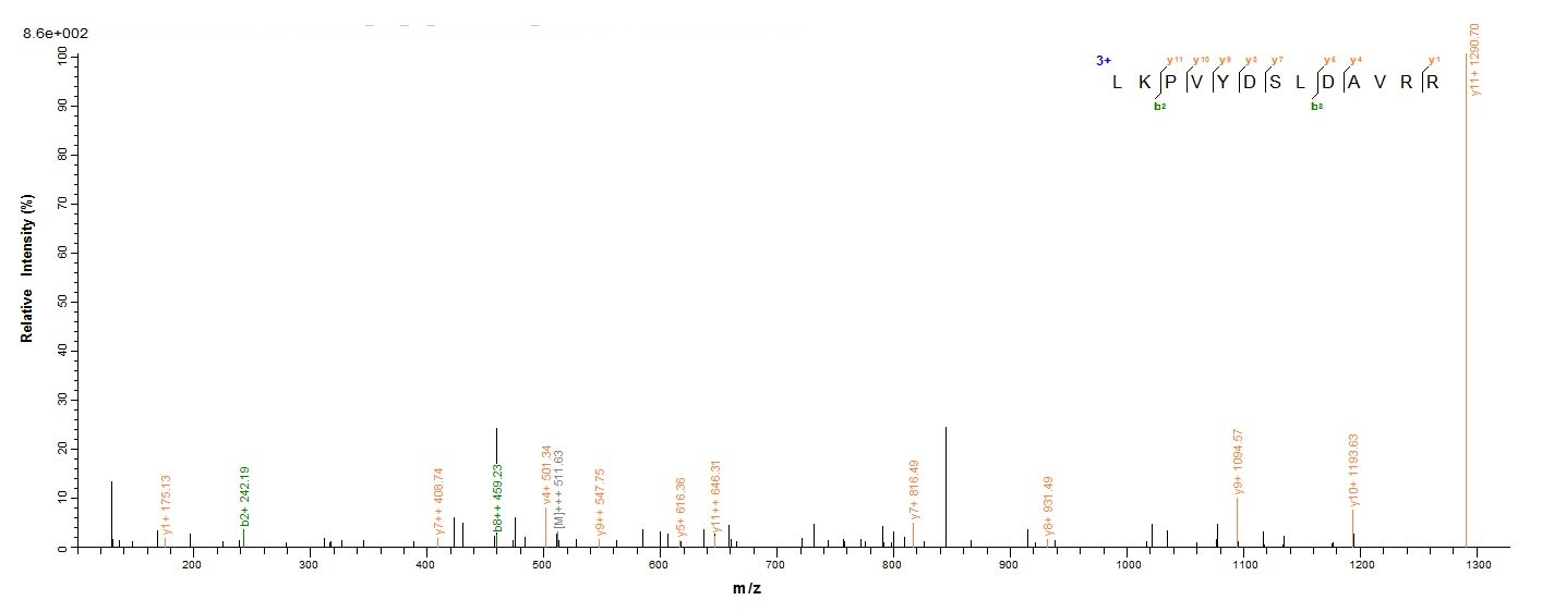 Viral T4 Lysozyme protein