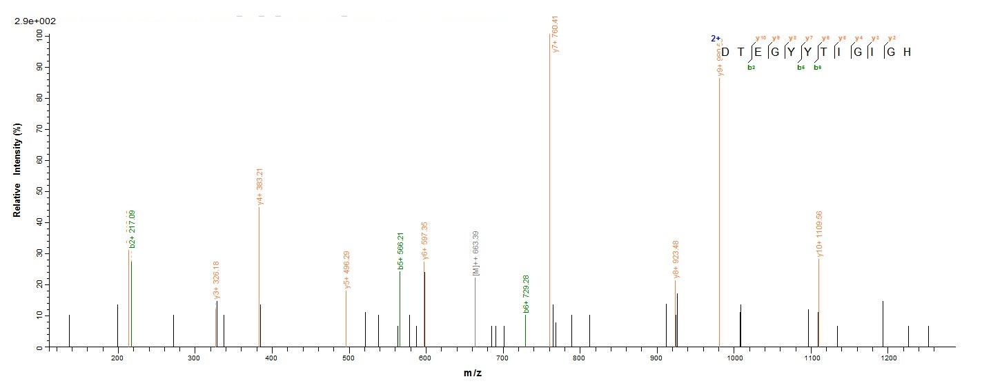 Viral T4 Lysozyme protein