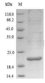 Bacterial hspX protein