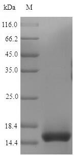 Mouse CD3E protein