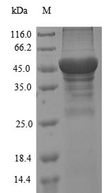 Plant Pectate lyase 1 protein