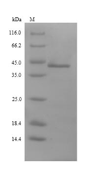 Plant Pectate lyase 1 protein