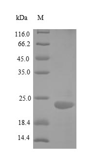 Human TNFRSF25 protein