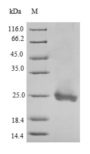 Mouse Pf4 protein