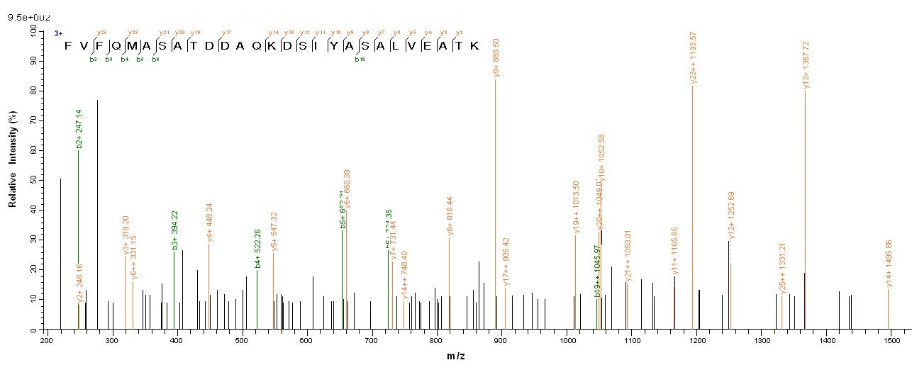 Viral Nucleoprotein protein