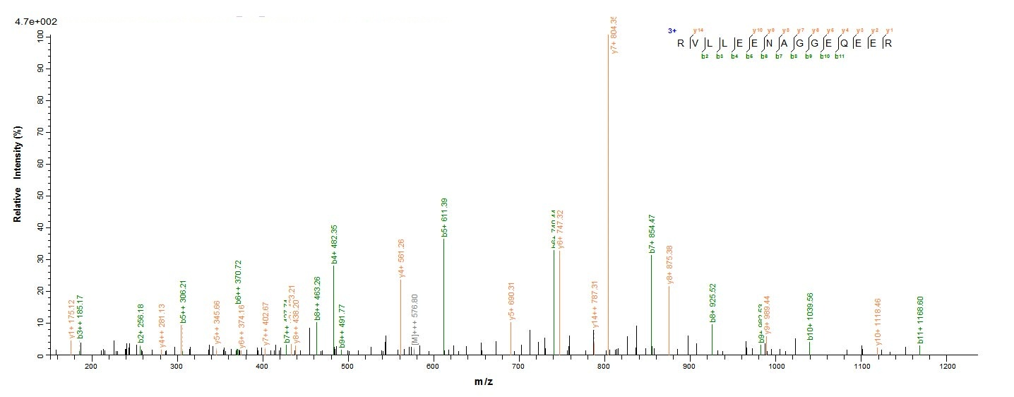 Plant Ara h 1 protein
