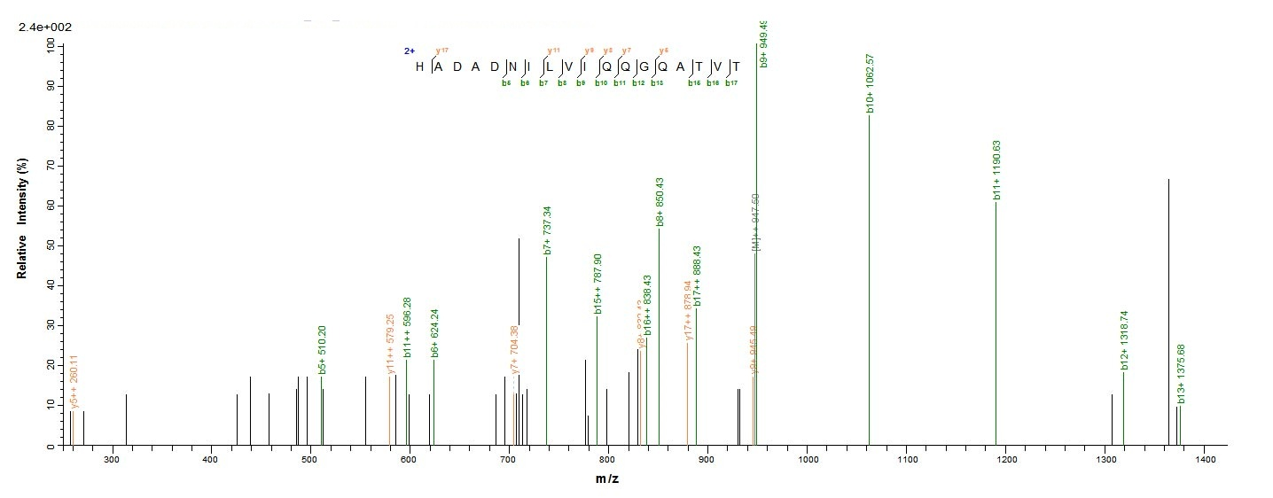 Plant Ara h 1 protein
