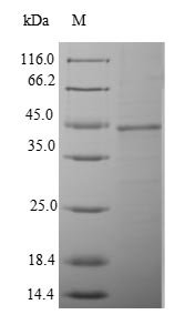Mouse Tmprss15 protein