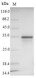 Human SIGLEC15 protein