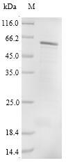 Human CRBN protein