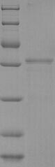 Bovine PAG1 protein