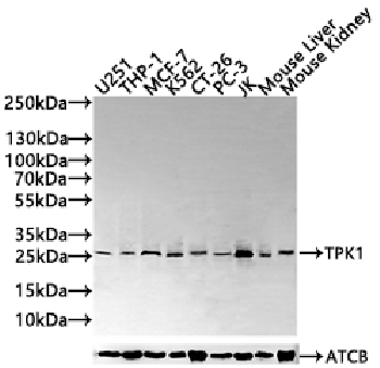 TPK1 Antibody