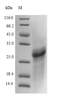 Mouse Collagen IV protein