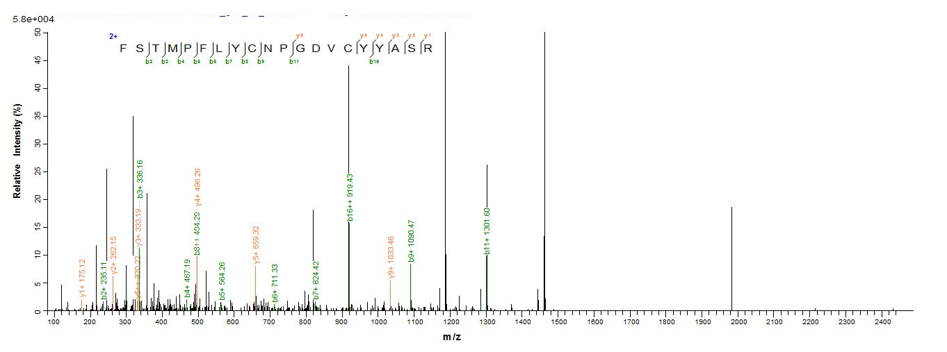 Mouse Collagen IV protein