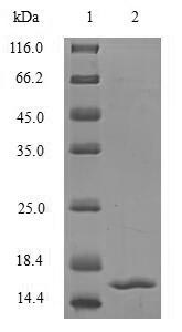 Human TGFB2 protein