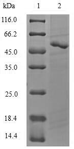 Yeast ATG1 protein