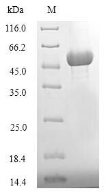 Yeast ATG1 protein