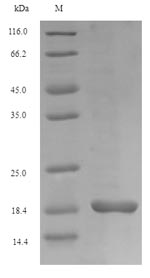 Reptile EURM2 protein