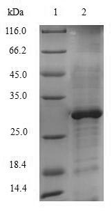 Yeast ERG11 protein