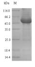 E. coli PPX protein