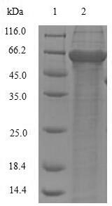 Plant Pectate lyase 1 protein