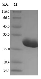 Bacterial ENTH protein