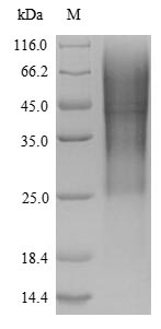 Rat GLP1R protein
