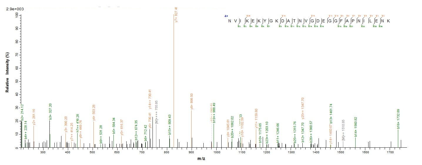 Mouse ENO1 protein